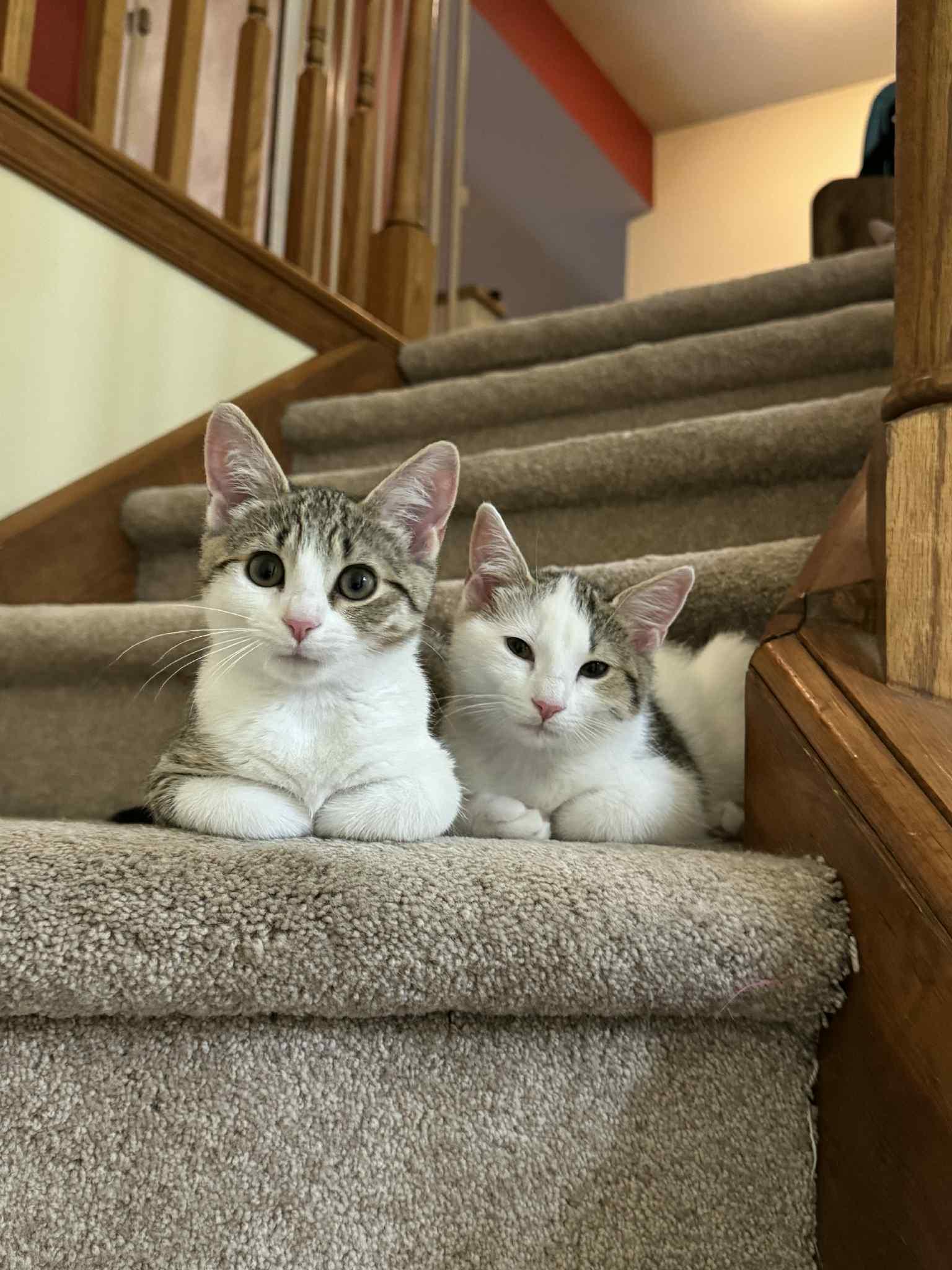 Hazy, a Adoptable Domestic Short Hair in Atglen, PA image 3/6