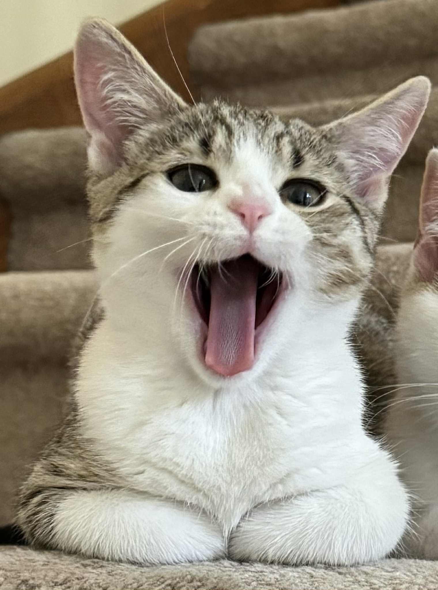 Hazy, a Adoptable Domestic Short Hair in Atglen, PA image 1/6