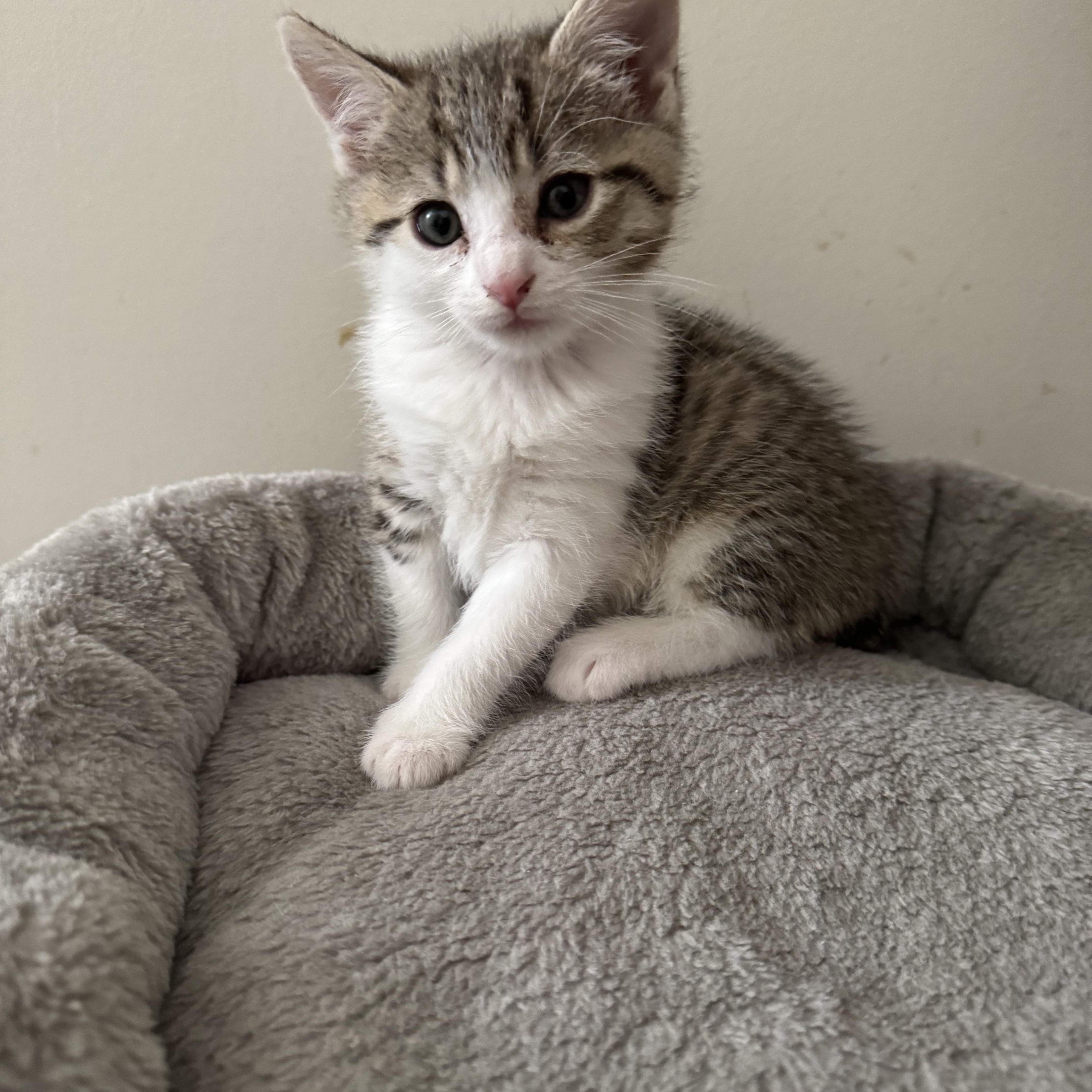 Hazy, a Adoptable Domestic Short Hair in Atglen, PA image 6/6