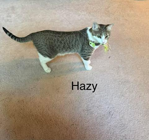 Enlarge Hazy (bonded with Misty), a Adoptable Domestic Short Hair in Avondale, PA image 5/6