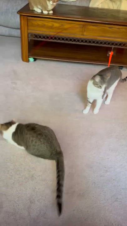 Enlarge Hazy (bonded with Misty), a Adoptable Domestic Short Hair in Avondale, PA video 6/6