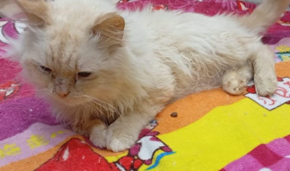 Tito, Adoptable, Adult Male Himalayan.