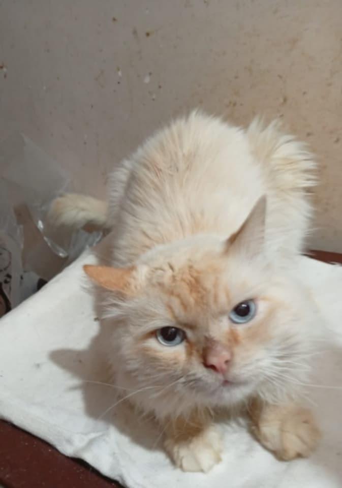 Enlarge Tito, a Adoptable Himalayan in WOLCOTT, CT image 2/3