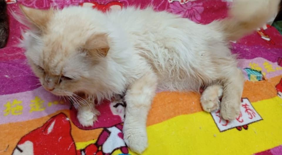 Enlarge Tito, a Adoptable Himalayan in WOLCOTT, CT image 3/3