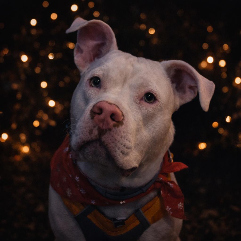 Elmer, Adoptable, Adult Male American Staffordshire Terrier.