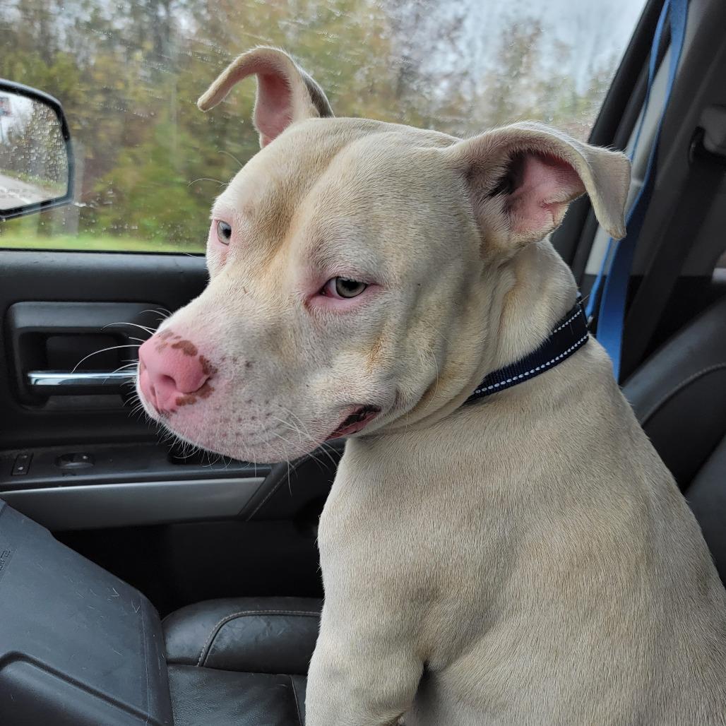 Enlarge Elmer, a Adoptable American Staffordshire Terrier in Monroe, MI image 2/6