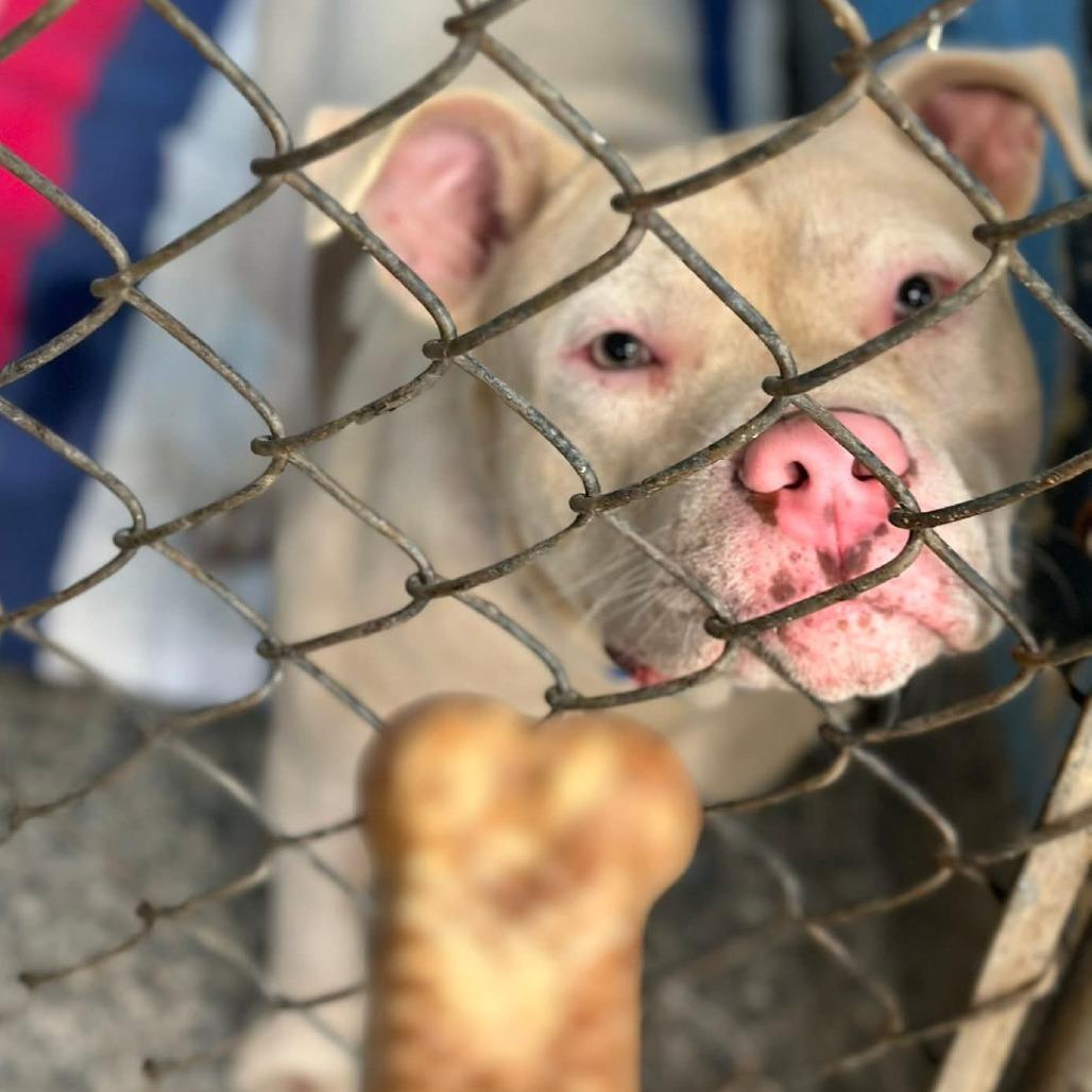 Enlarge Elmer, a Adoptable American Staffordshire Terrier in Monroe, MI image 3/6