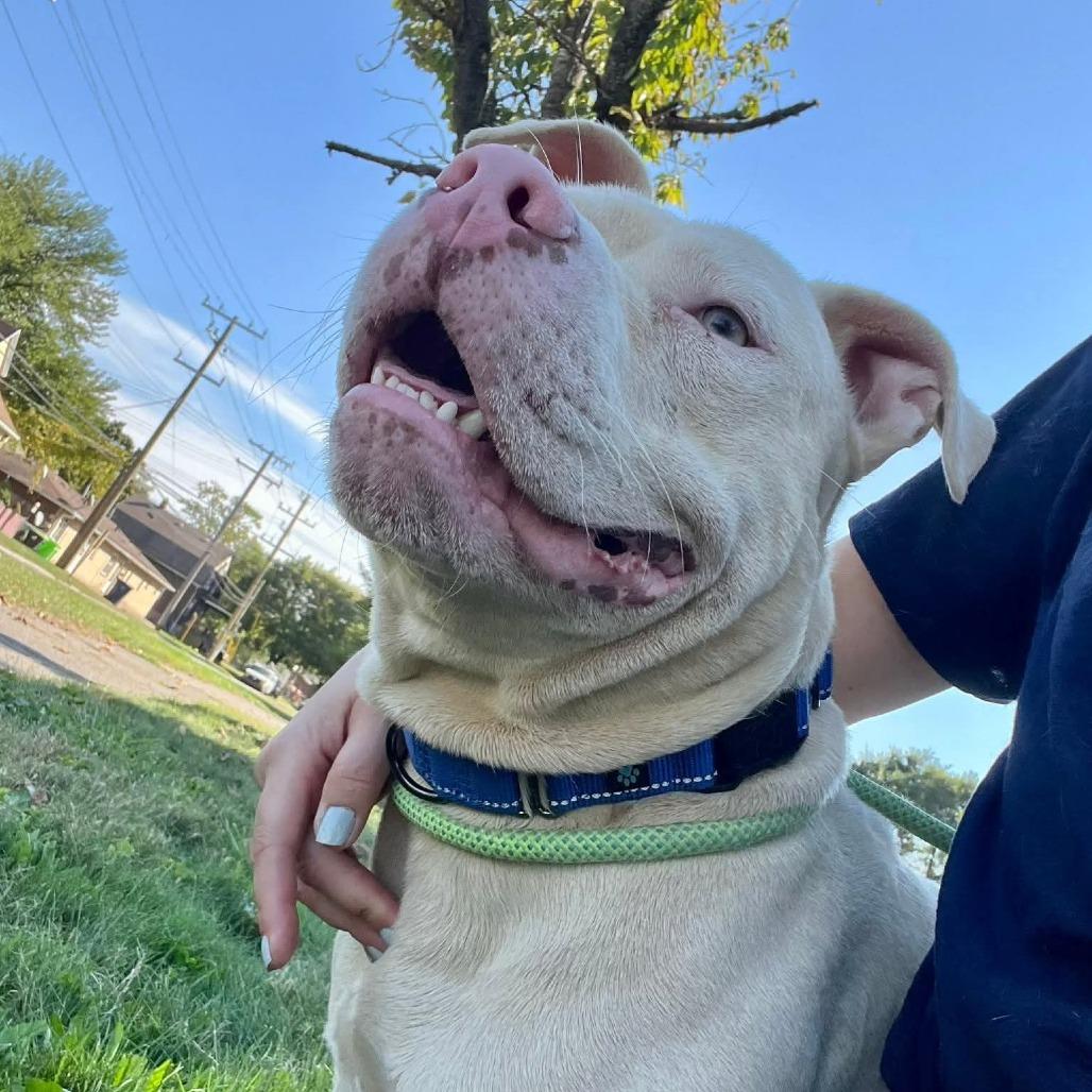 Enlarge Elmer, a Adoptable American Staffordshire Terrier in Monroe, MI image 4/6