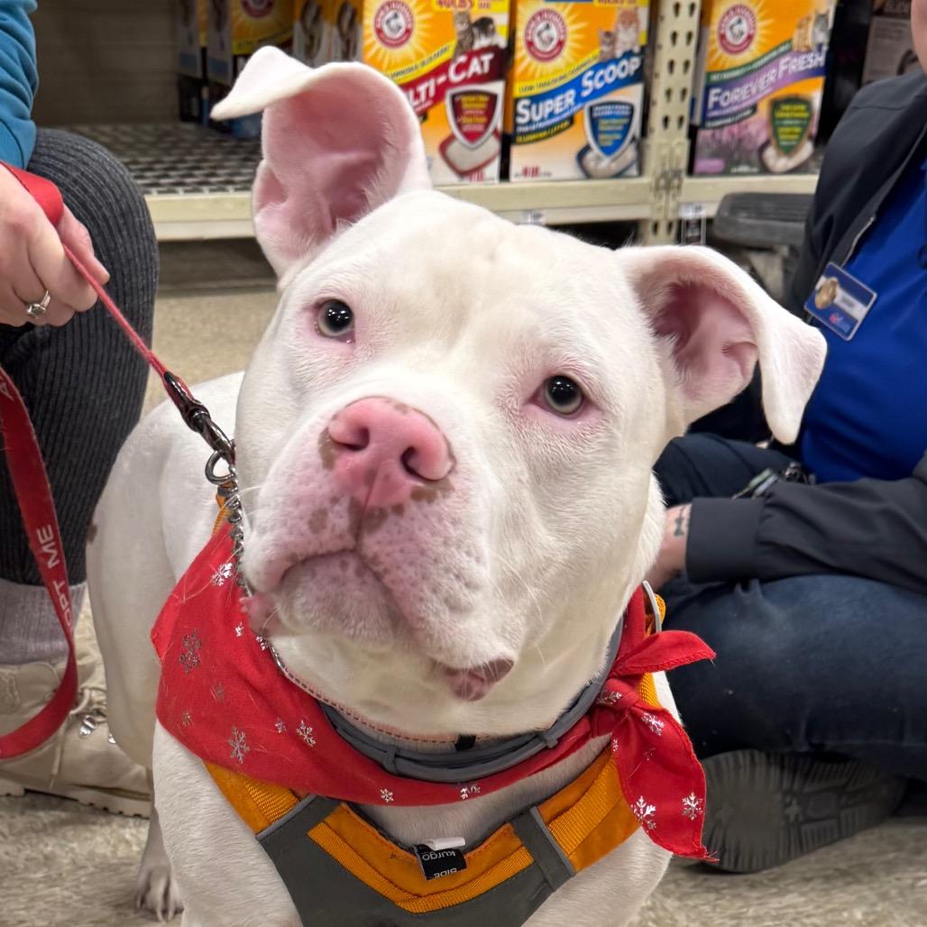 Enlarge Elmer, a Adoptable American Staffordshire Terrier in Monroe, MI image 5/6