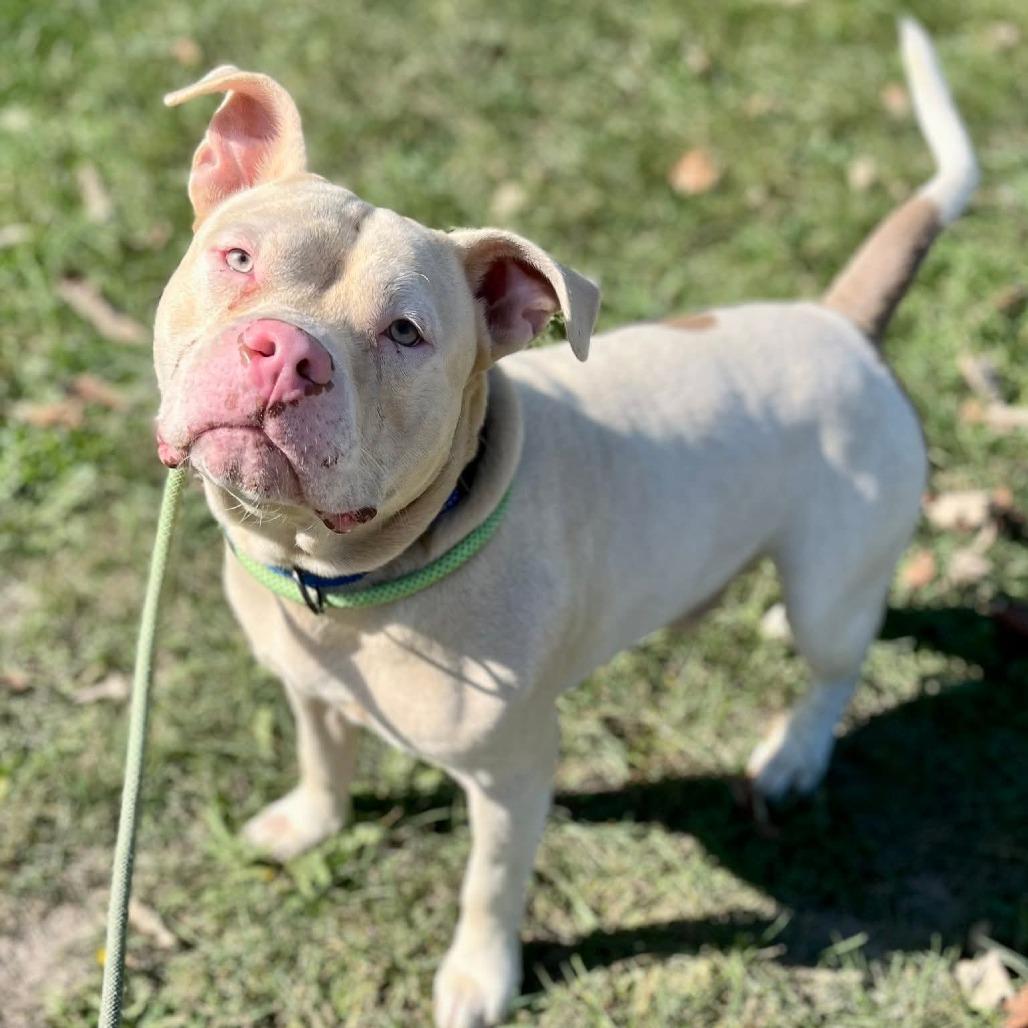 Enlarge Elmer, a Adoptable American Staffordshire Terrier in Monroe, MI image 6/6