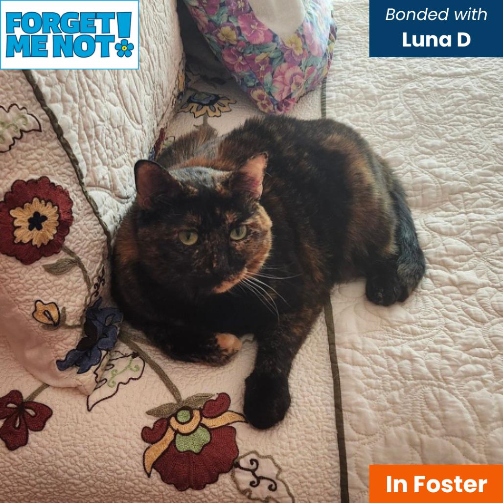 Katty B, Adoptable, Adult Female Domestic Short Hair.