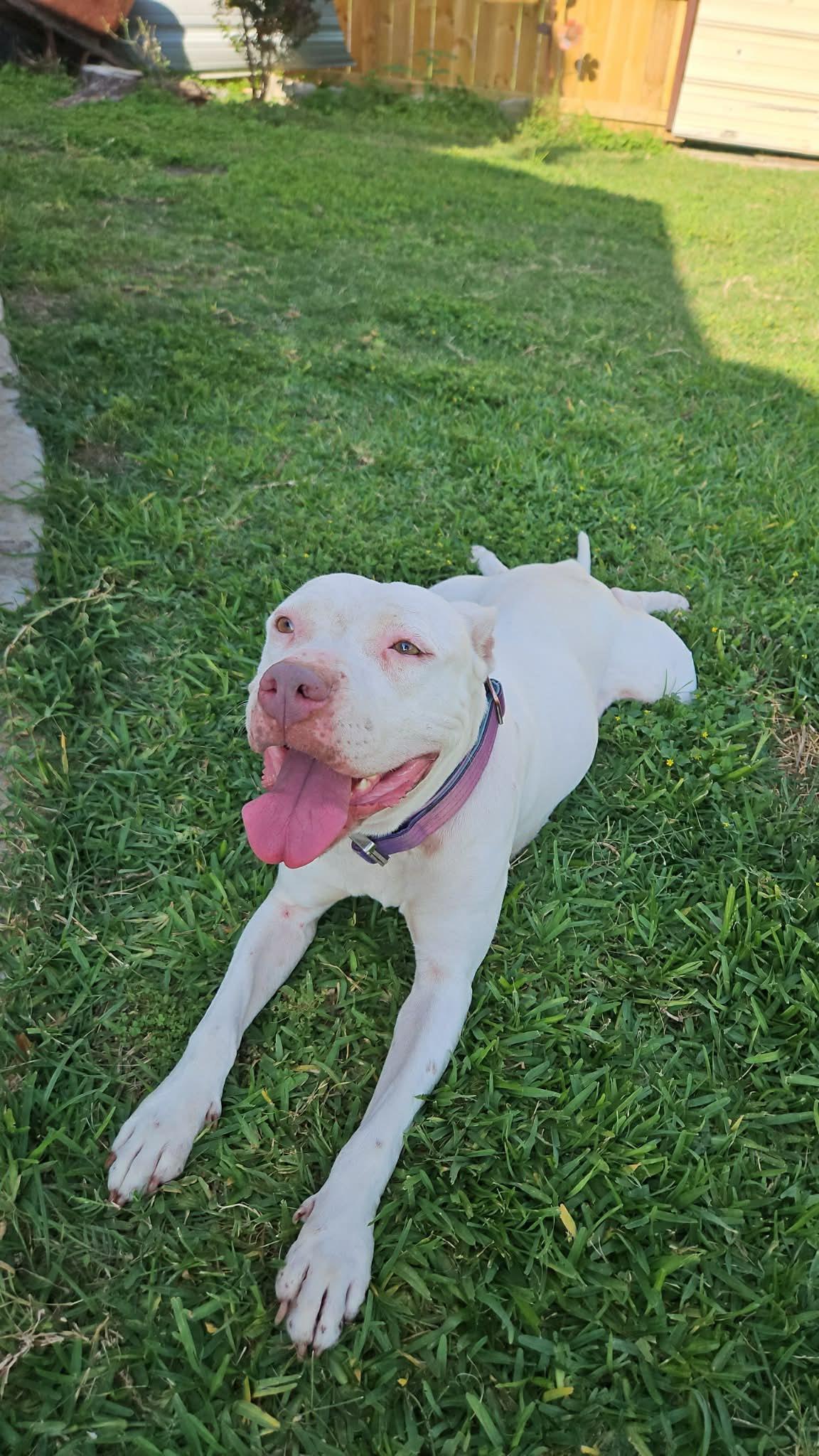 Quinn, Adoptable, Young Female American Staffordshire Terrier.