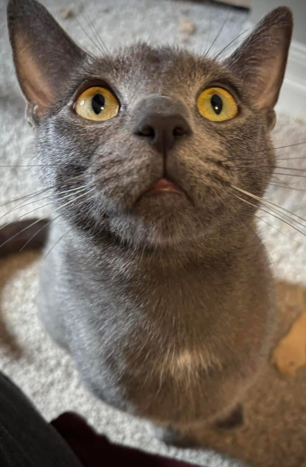 Enlarge Shadow, a Adoptable Domestic Short Hair in WOODSTOCK, ON image 2/6