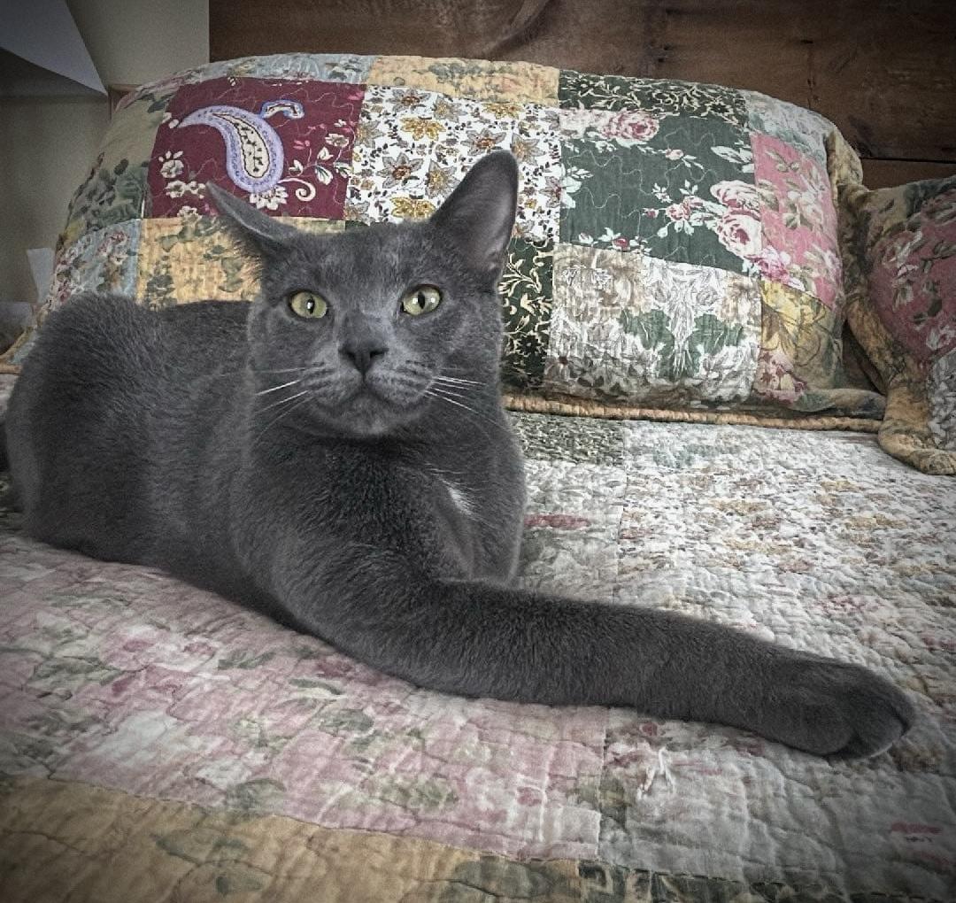 Enlarge Shadow, a Adoptable Domestic Short Hair in WOODSTOCK, ON image 3/6