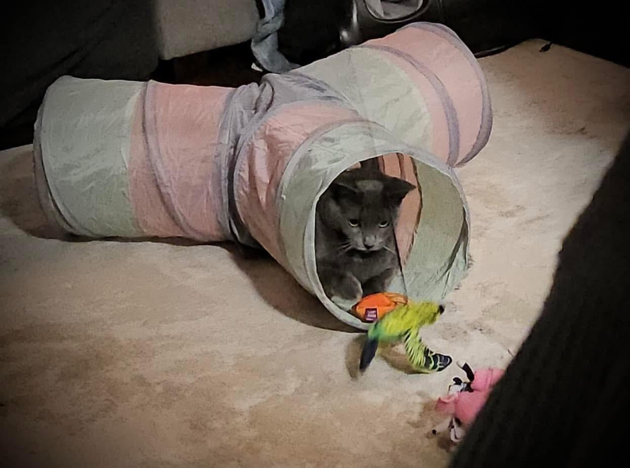 Enlarge Shadow, a Adoptable Domestic Short Hair in WOODSTOCK, ON image 4/6