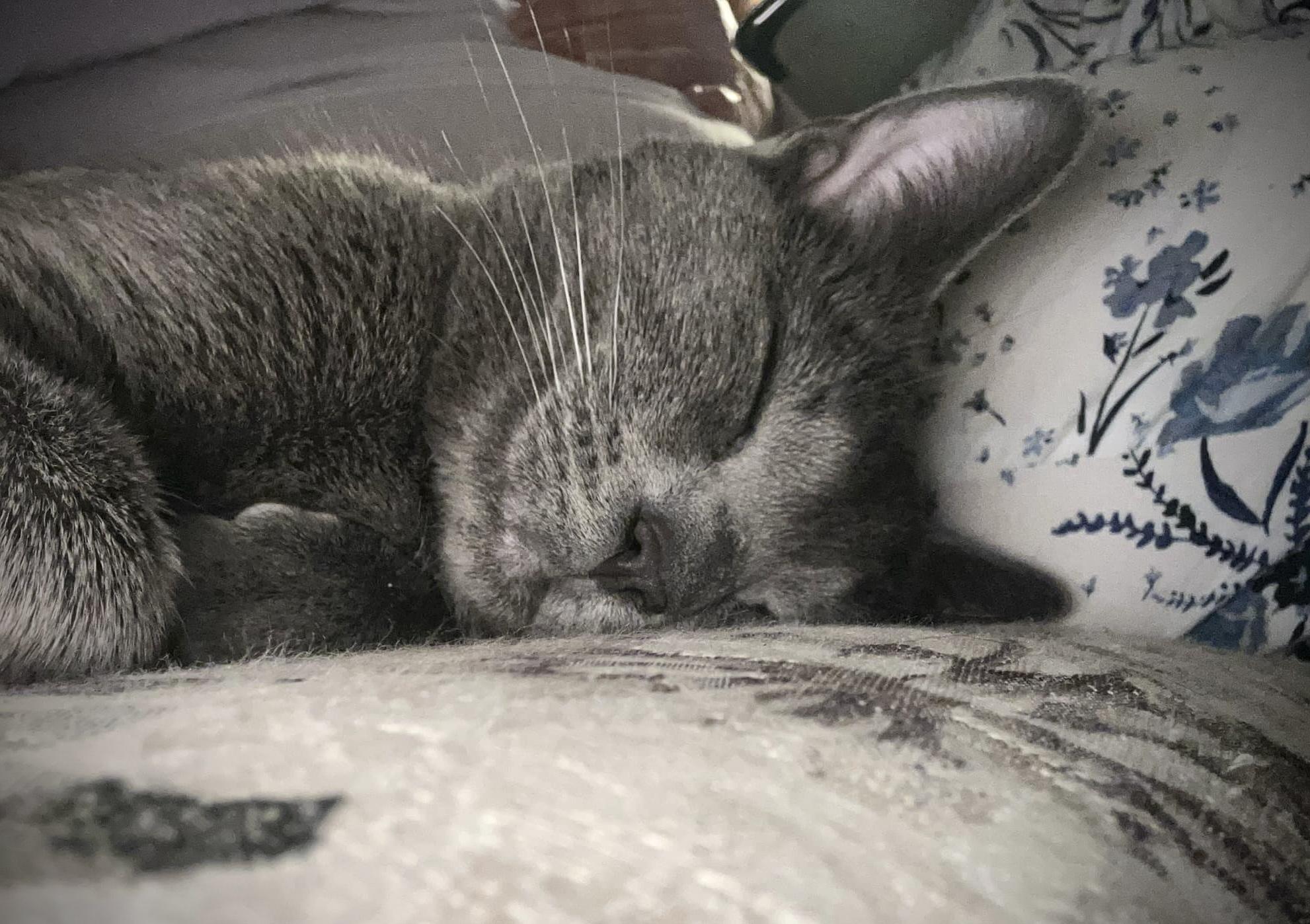 Enlarge Shadow, a Adoptable Domestic Short Hair in WOODSTOCK, ON image 5/6