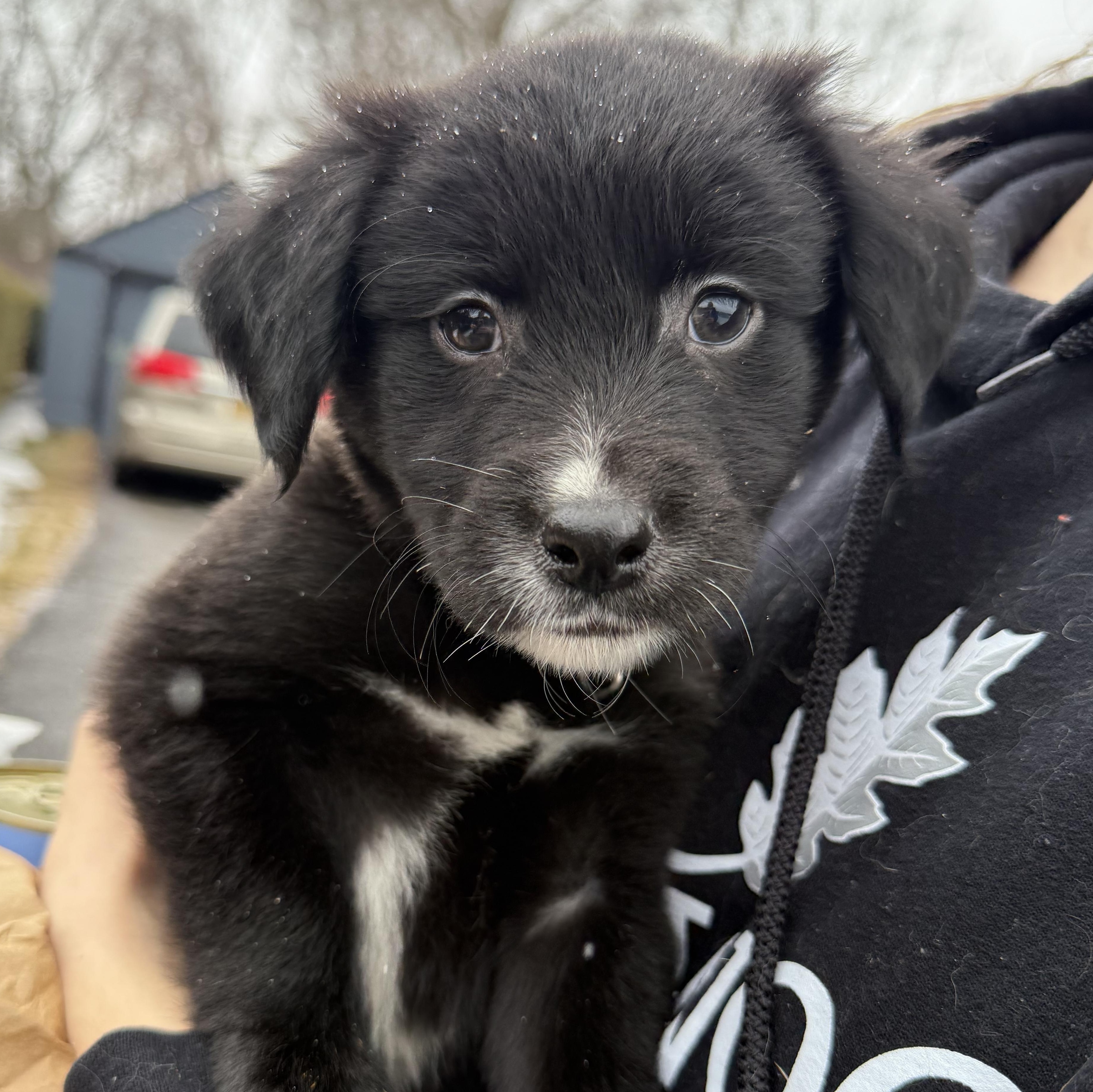 Little bear, ADOPTABLE, Puppy Male Spaniel.