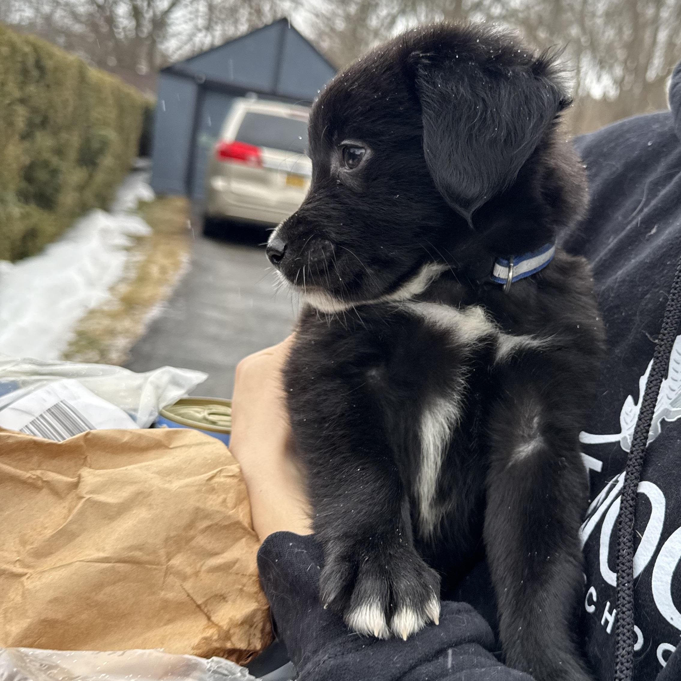 Little bear, a ADOPTABLE mixed breed in Sharon, CT image 2/4