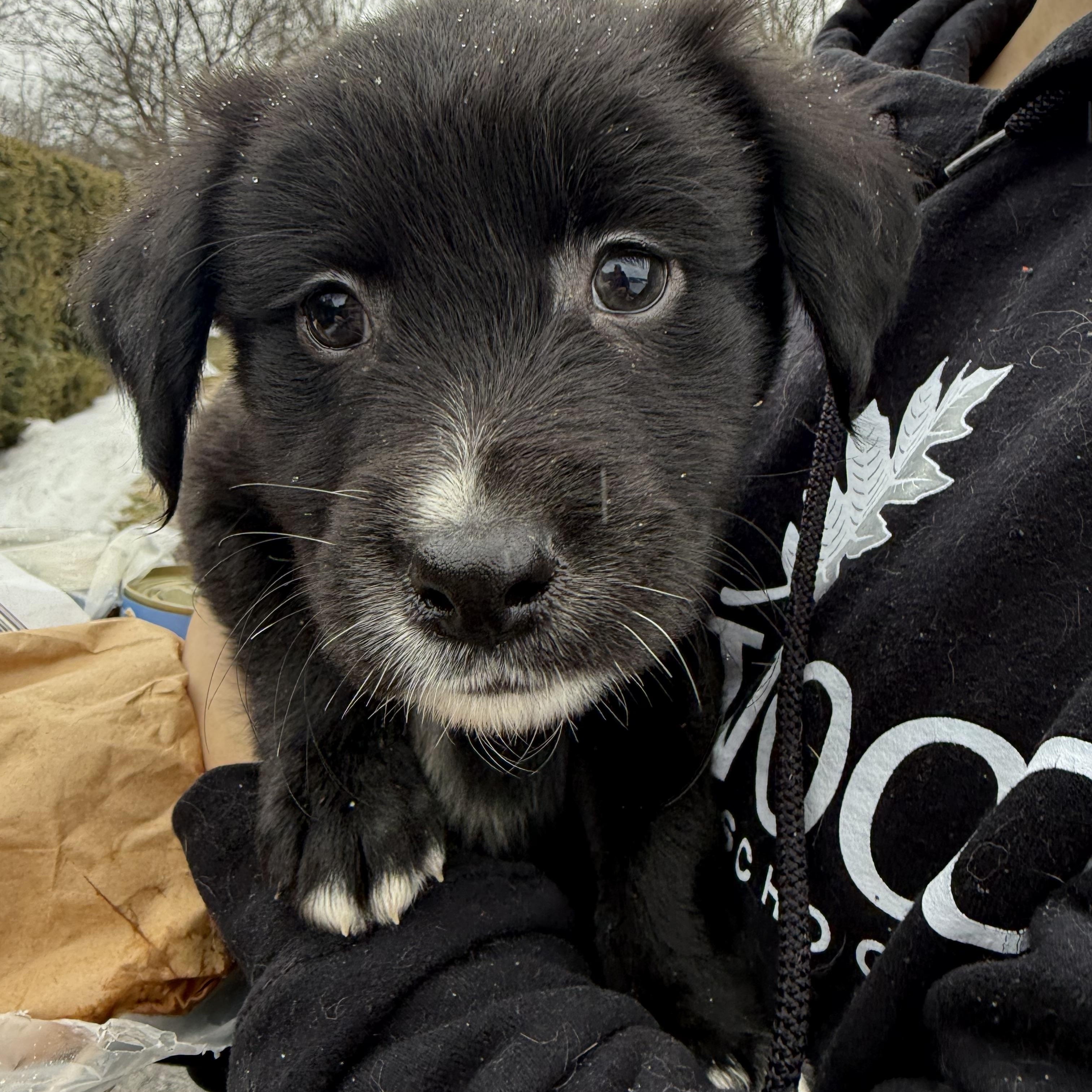 Little bear, a ADOPTABLE mixed breed in Sharon, CT image 4/4