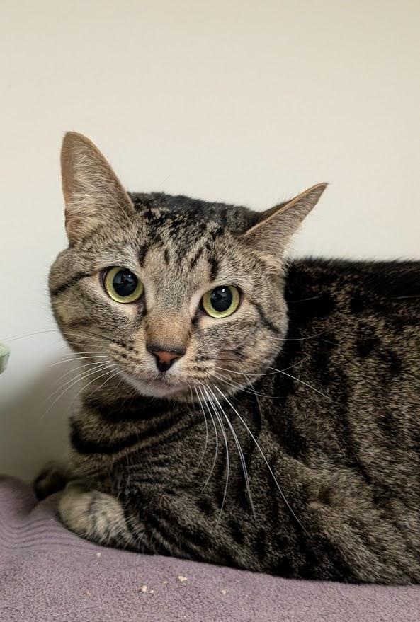 Enlarge Holly, a Adoptable Domestic Short Hair in Coquitlam, BC image 1/1