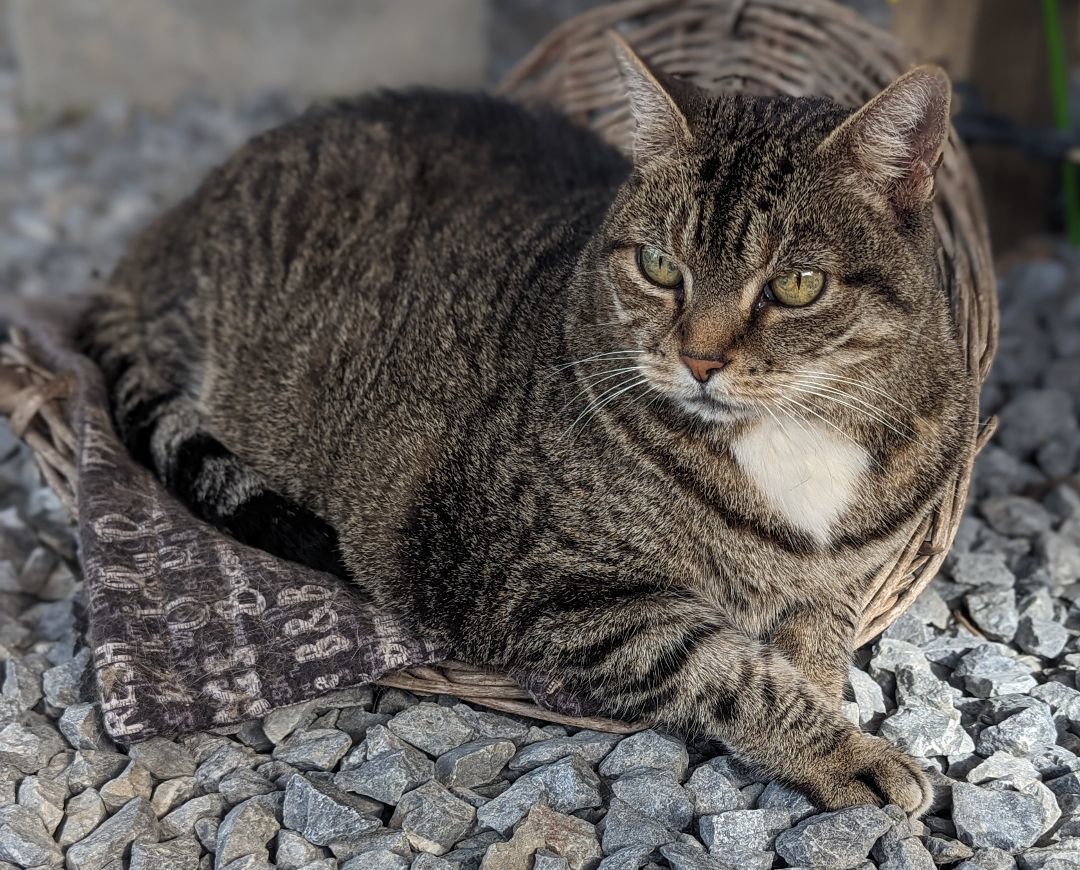 Sadie - CT, a Adoptable Domestic Short Hair in Milford, CT image 5/5