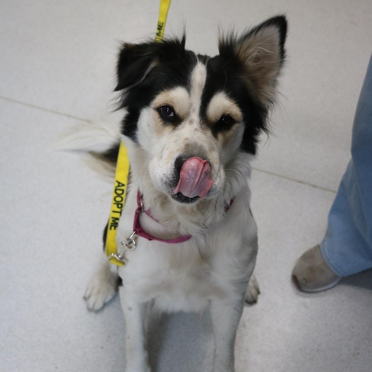 Cashmere, a ADOPTABLE mixed breed in La Grande, OR image 2/4