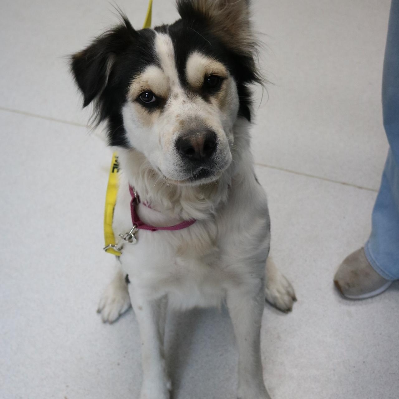 Cashmere, a ADOPTABLE mixed breed in La Grande, OR image 4/4