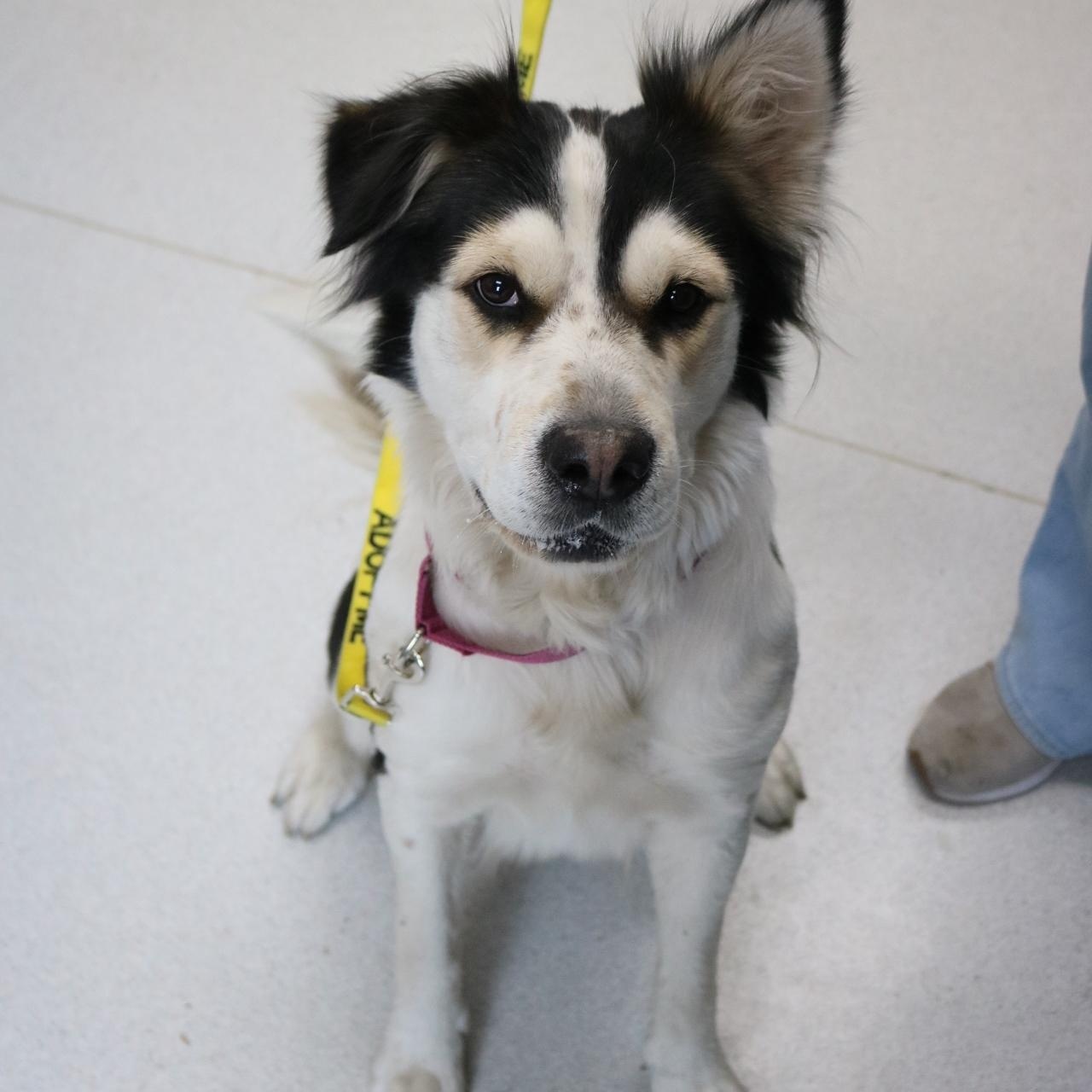 Cashmere, ADOPTABLE, Adult Female Australian Shepherd.