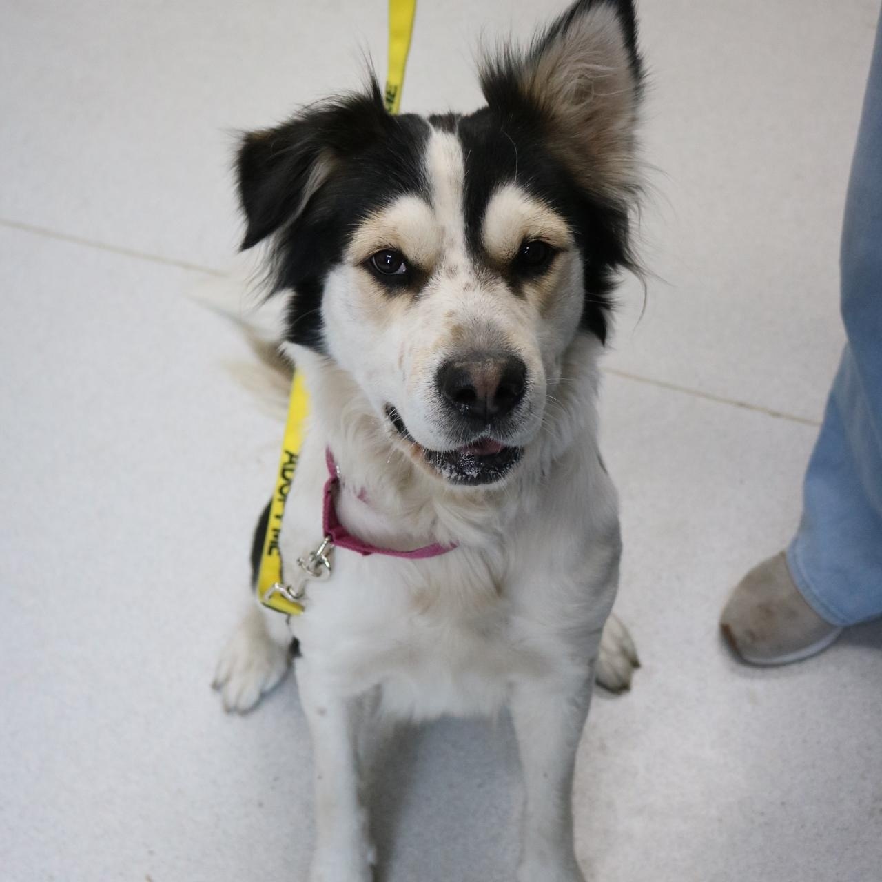 Cashmere, a ADOPTABLE mixed breed in La Grande, OR image 3/4
