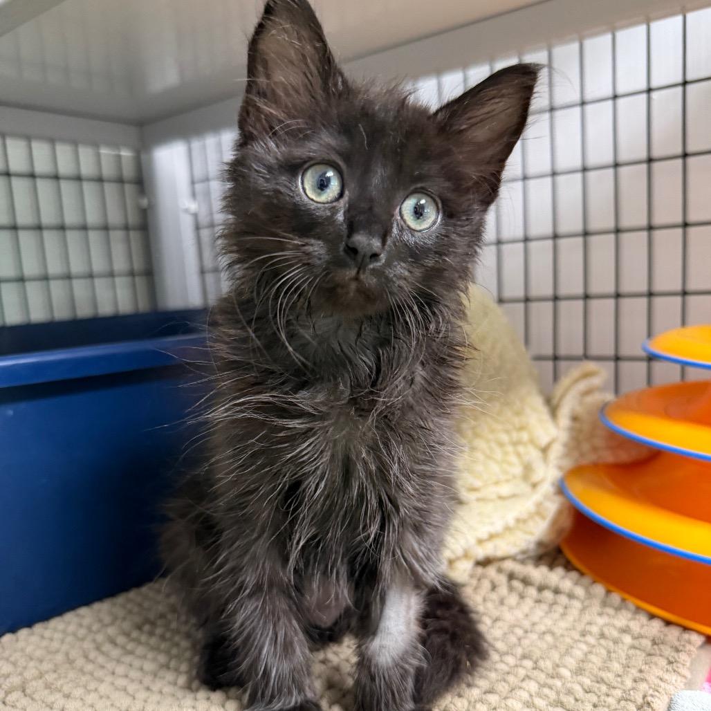 Buttercup, a Adoptable Domestic Medium Hair in Waynesville, NC image 1/6