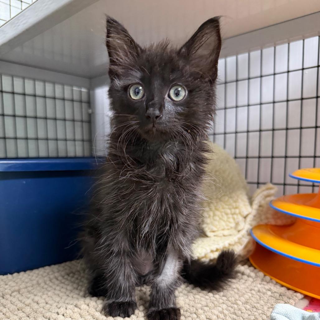 Buttercup, a Adoptable Domestic Medium Hair in Waynesville, NC image 2/6