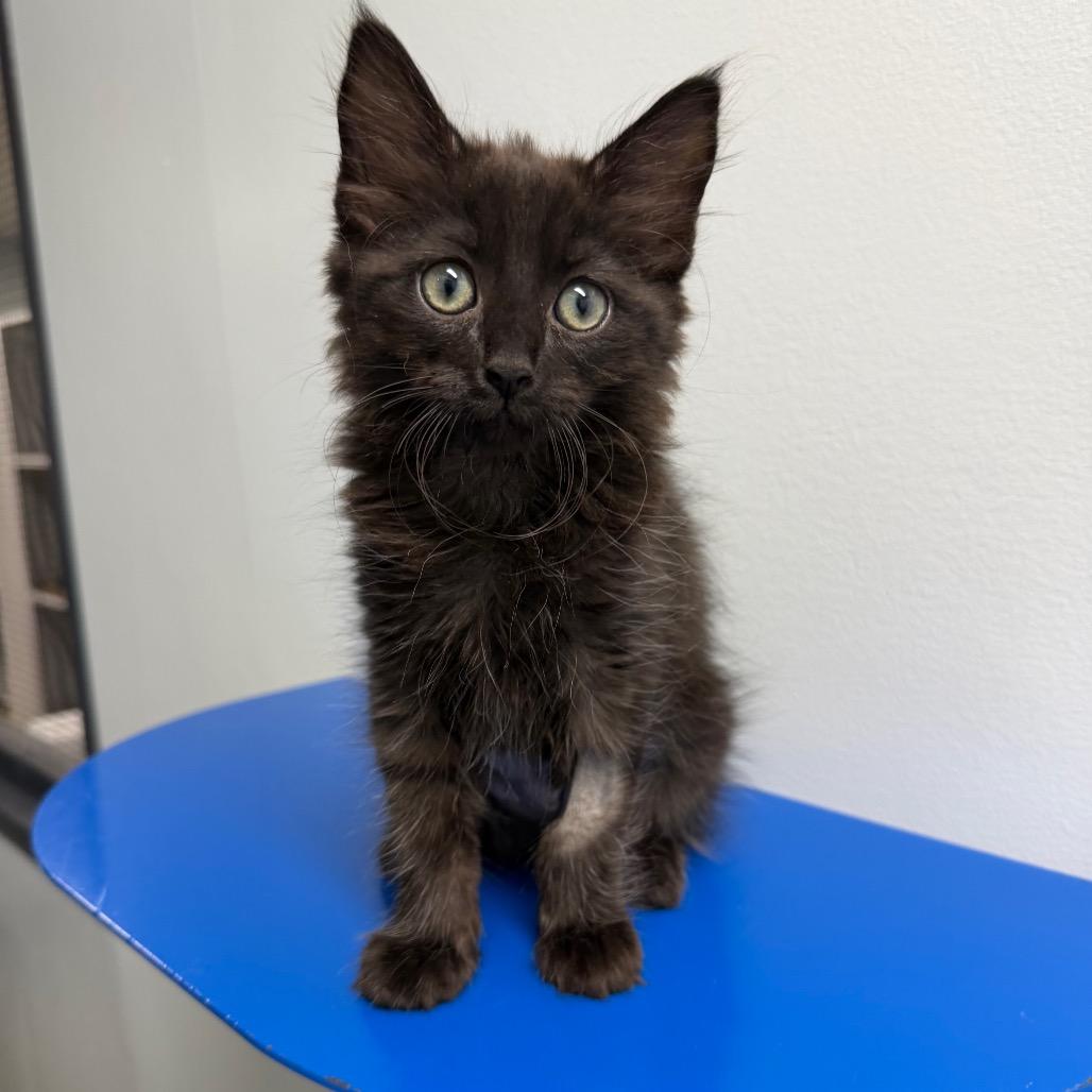 Buttercup, a Adoptable Domestic Medium Hair in Waynesville, NC image 3/6