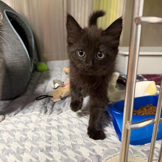 Buttercup, a Adoptable Domestic Medium Hair in Waynesville, NC image 4/6