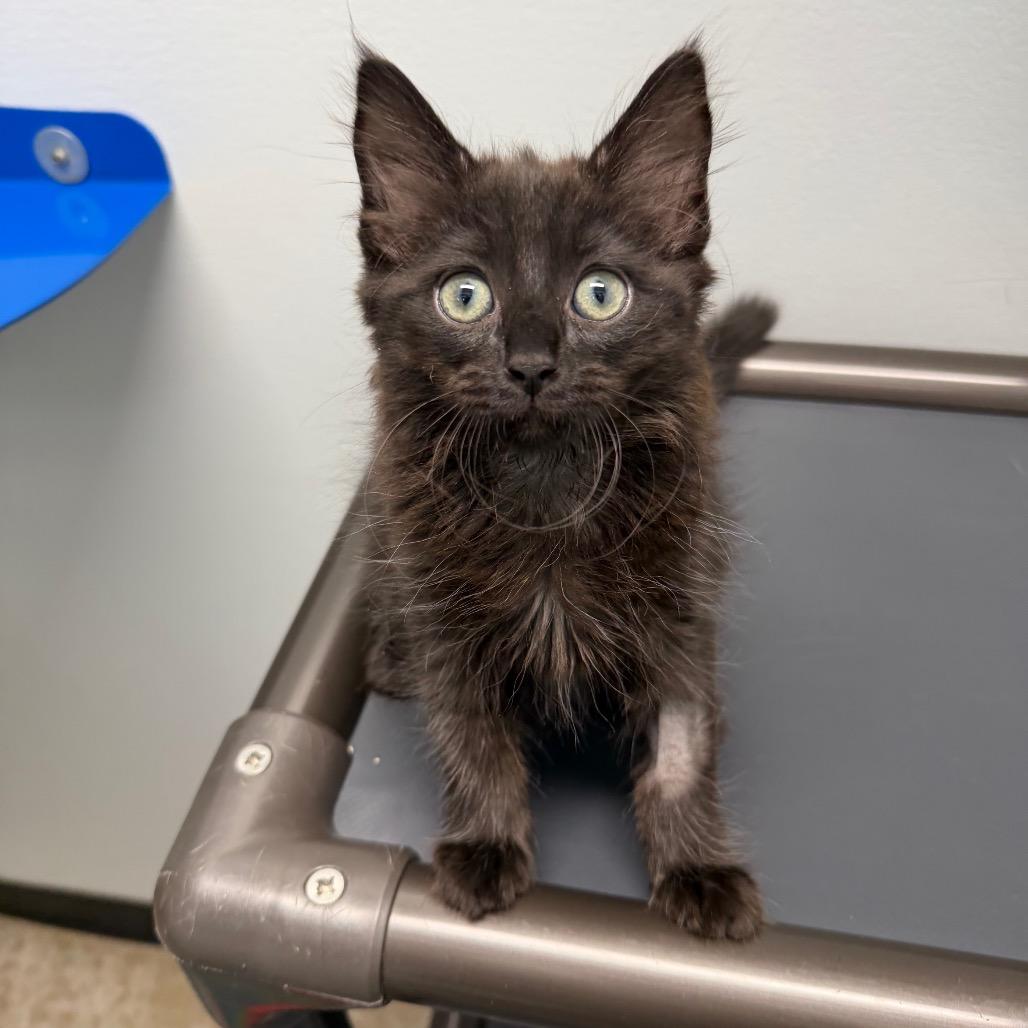 Buttercup, a Adoptable Domestic Medium Hair in Waynesville, NC image 5/6