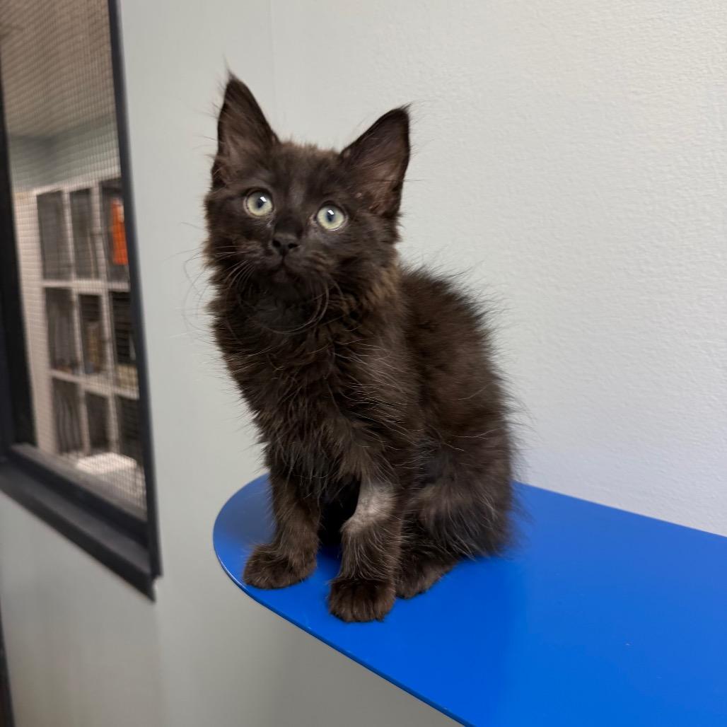 Buttercup, a Adoptable Domestic Medium Hair in Waynesville, NC image 6/6