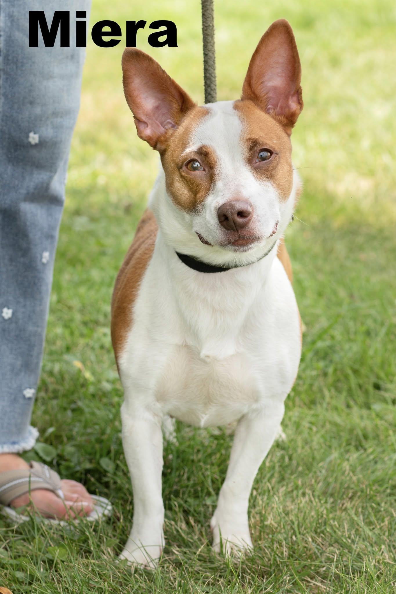 Enlarge Miera, an adopted Mixed Breed in Macomb, IL image 1/1
