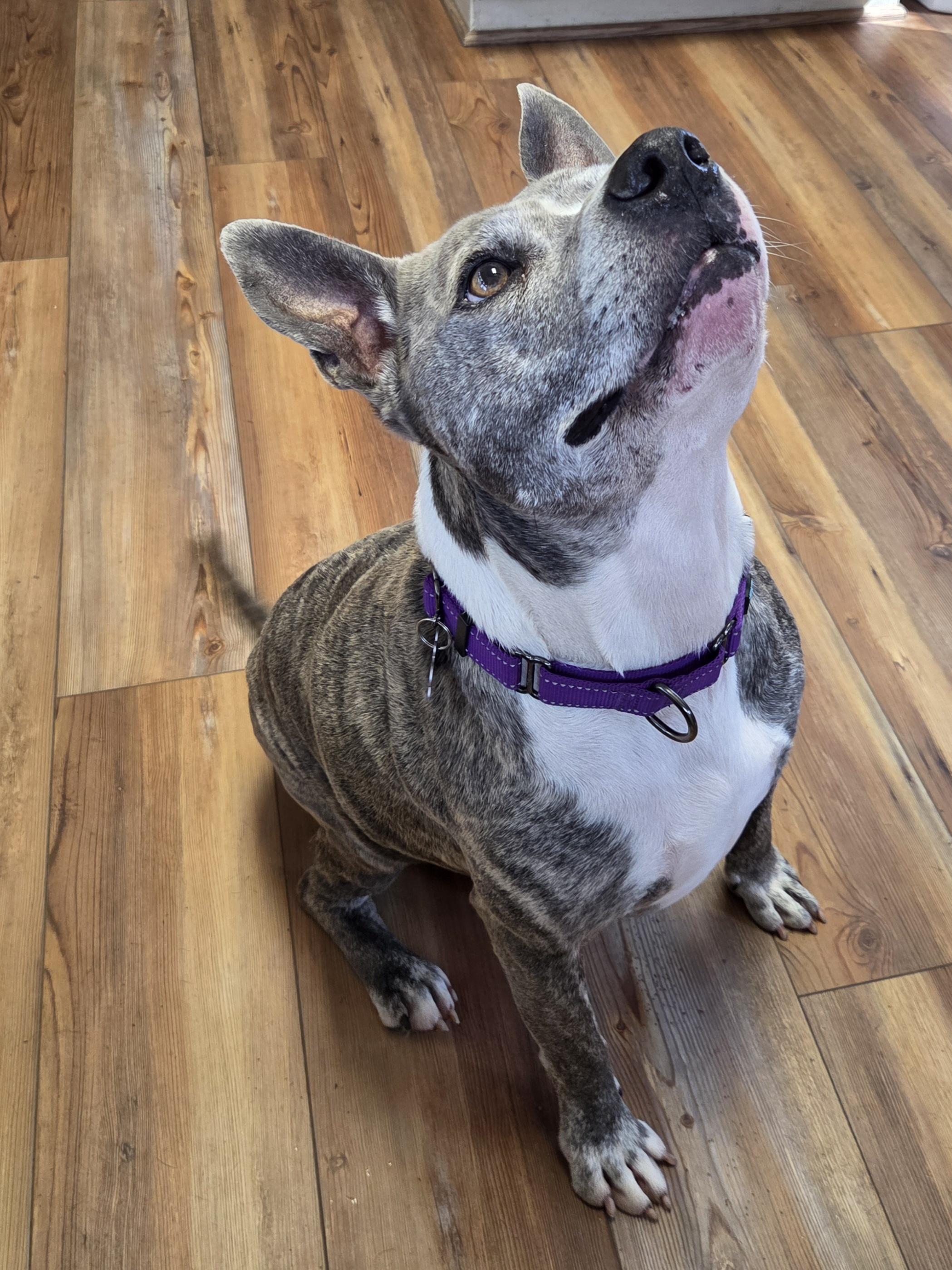 Enlarge Tigger, a ADOPTABLE Mixed Breed in Jasper, GA image 2/5