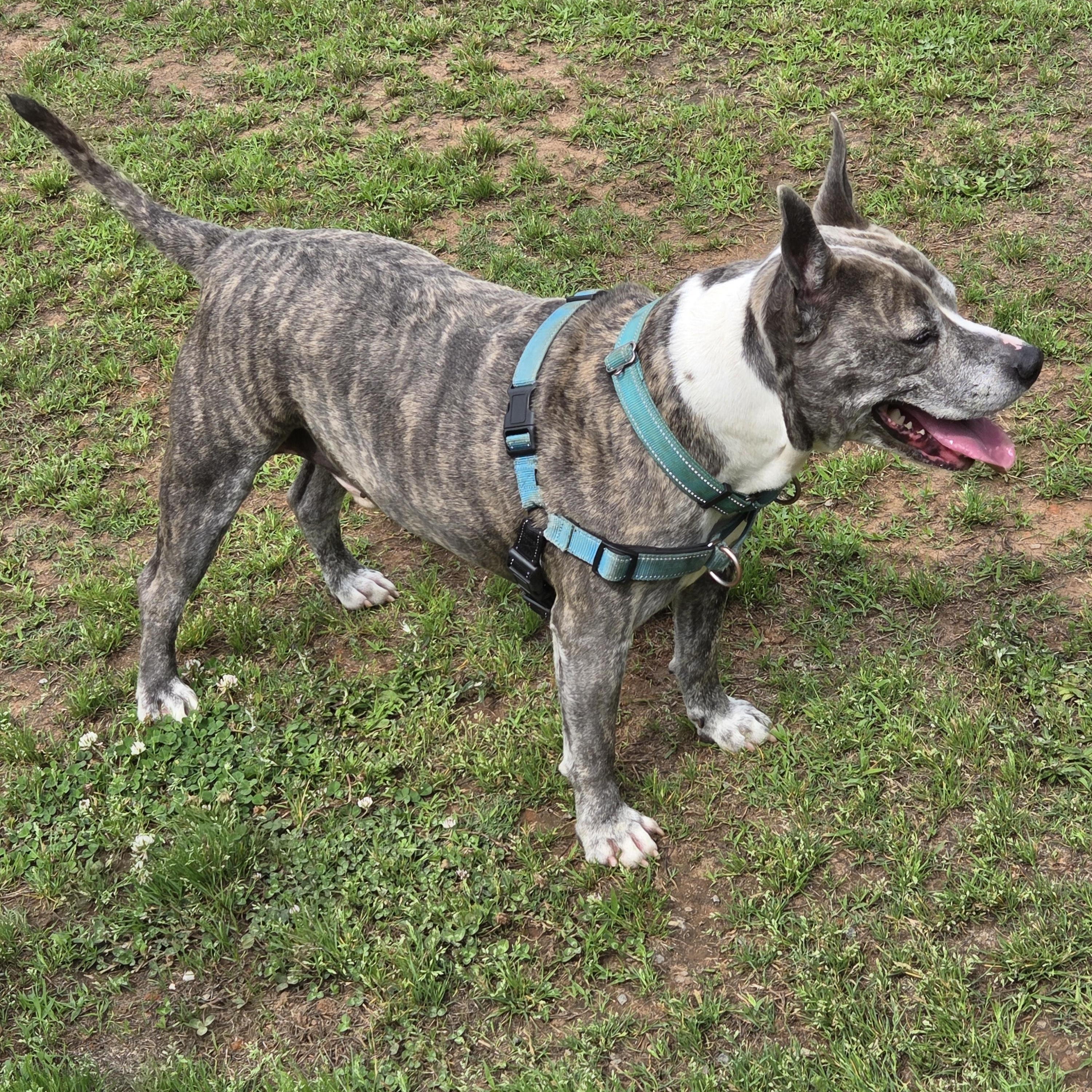 Tigger, ADOPTABLE, Adult Male Mixed Breed.