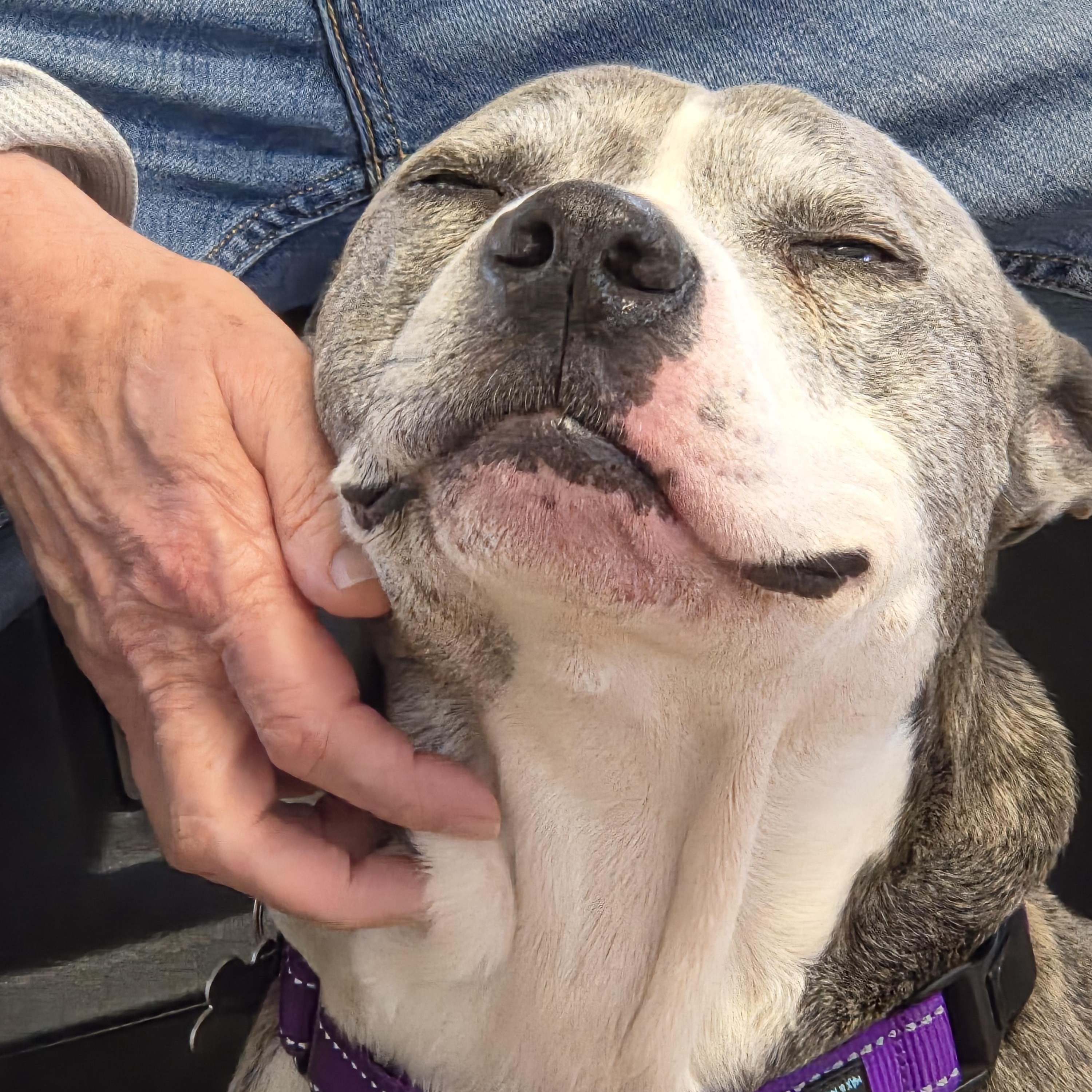 Enlarge Tigger, a ADOPTABLE Mixed Breed in Jasper, GA image 5/5