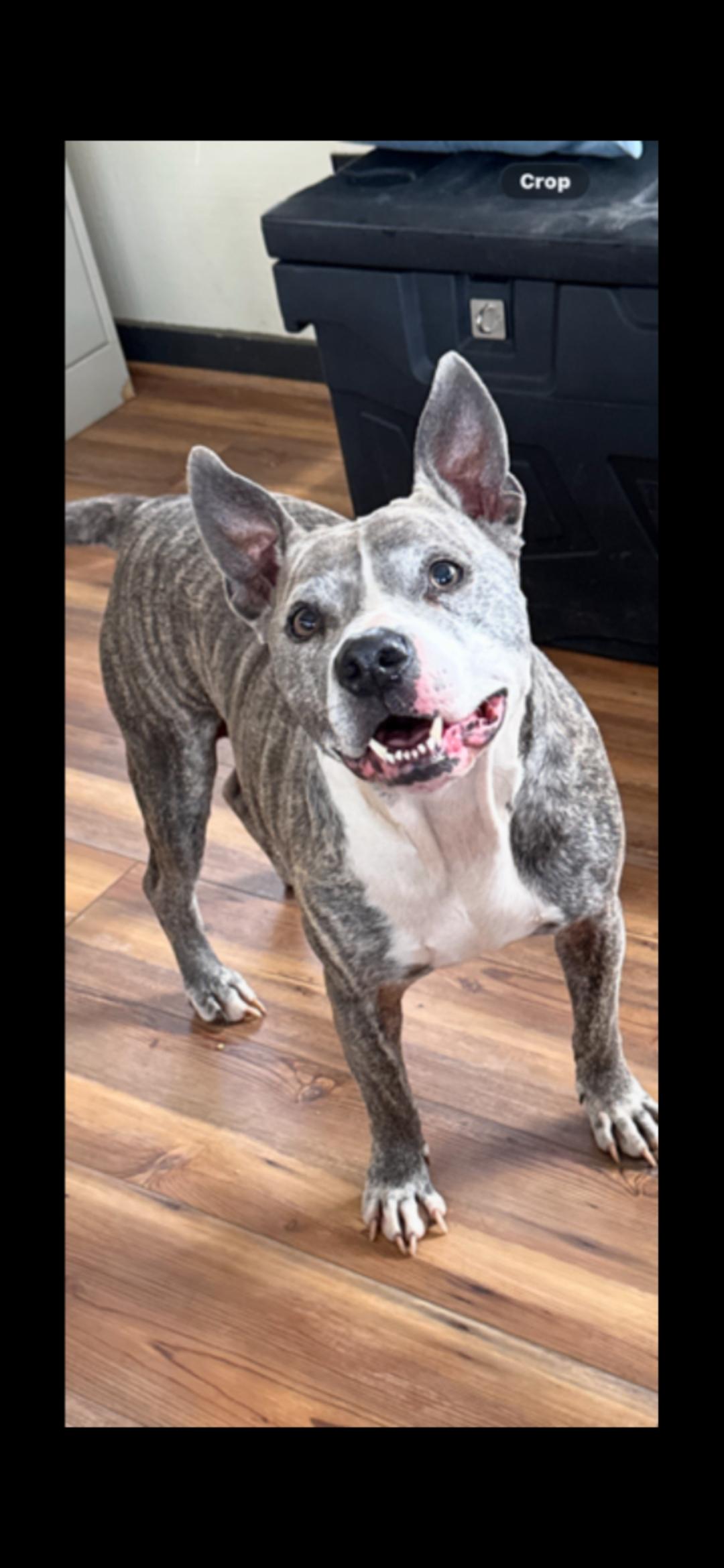 Tigger, ADOPTABLE, Adult Male Mixed Breed.