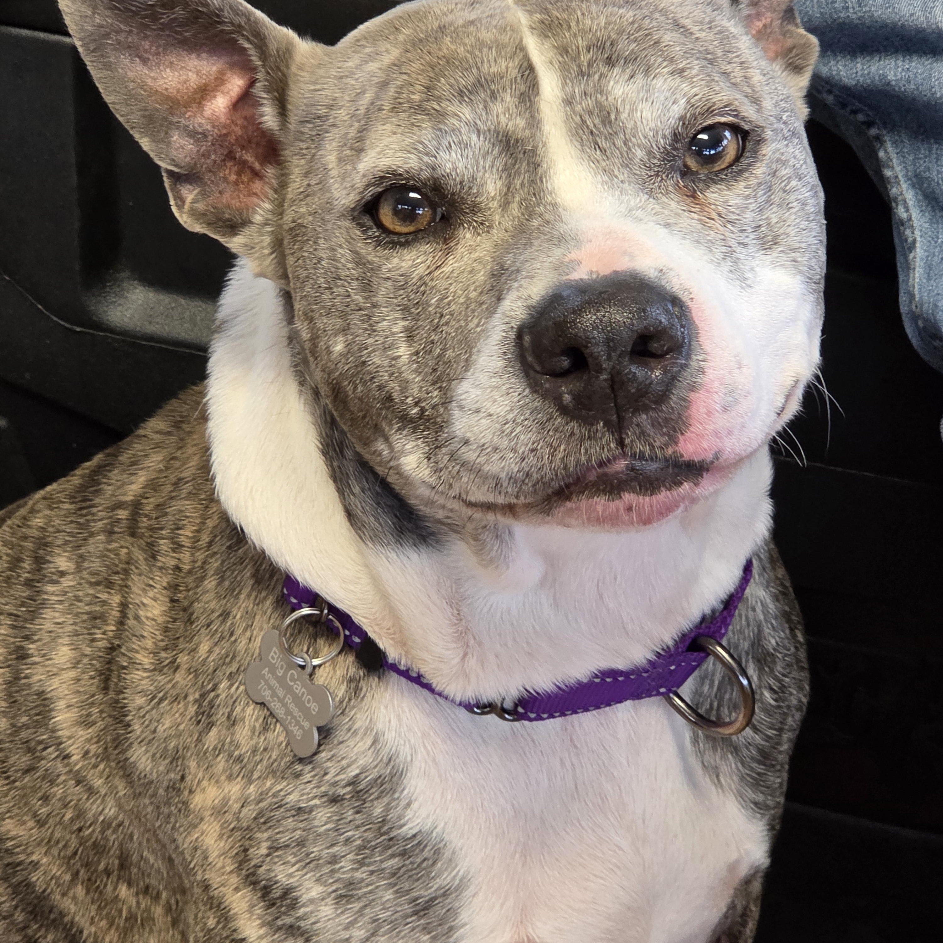 Enlarge Tigger, a ADOPTABLE Mixed Breed in Jasper, GA image 3/5