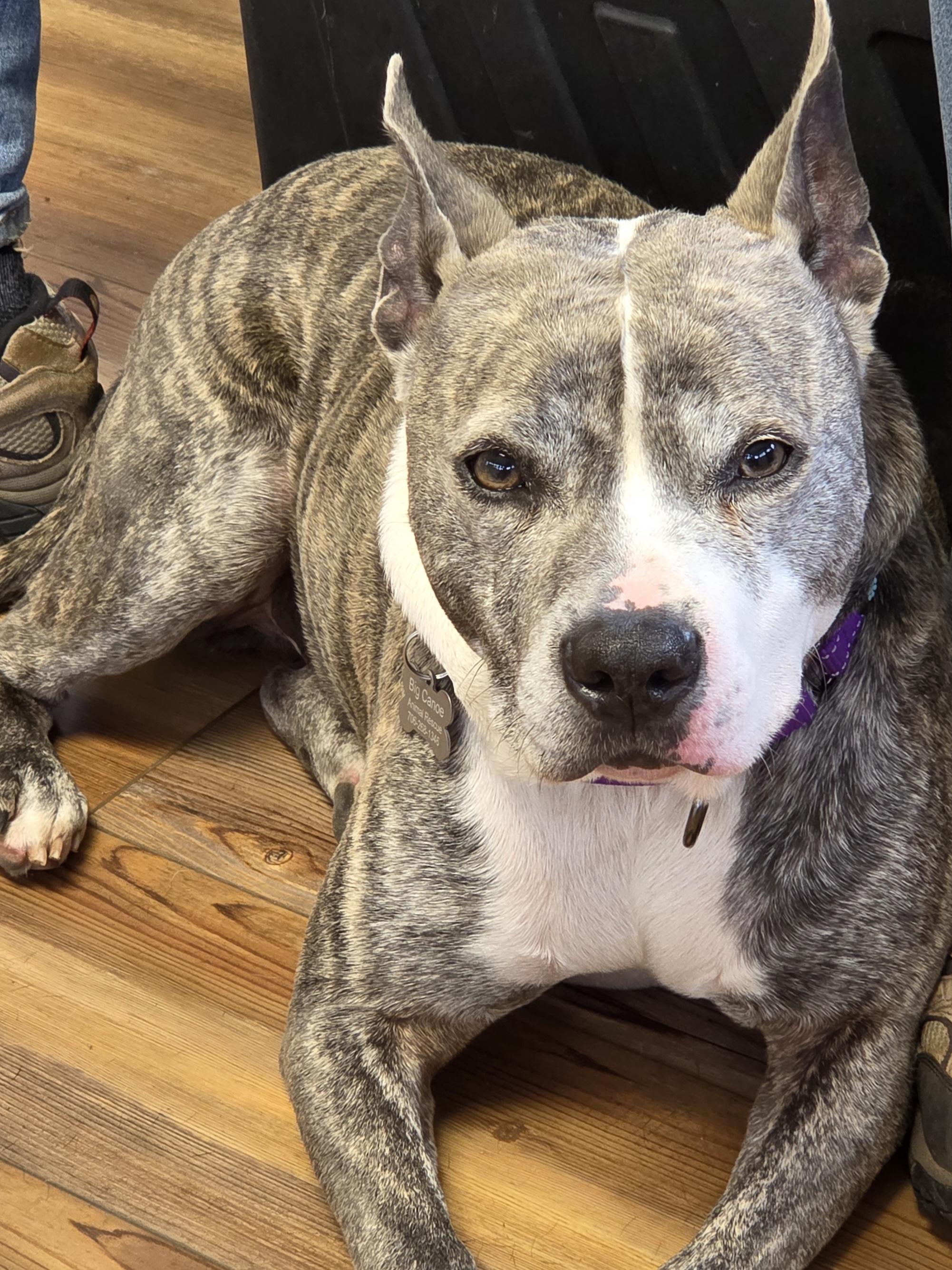 Enlarge Tigger, a ADOPTABLE Mixed Breed in Jasper, GA image 4/5