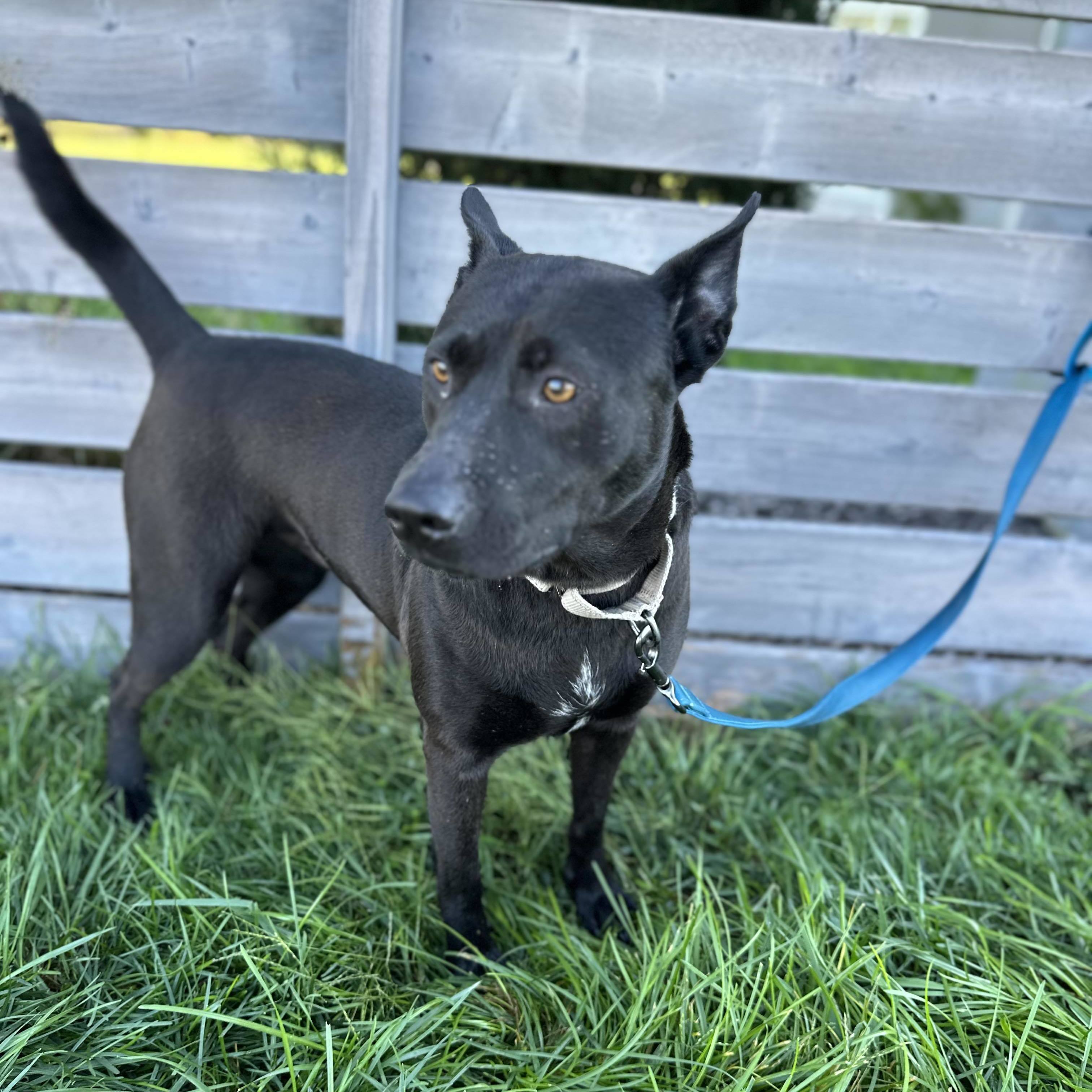 Corinth , an adoptable Shepherd, Labrador Retriever in Springfield, MO, 65804 | Photo Image 4