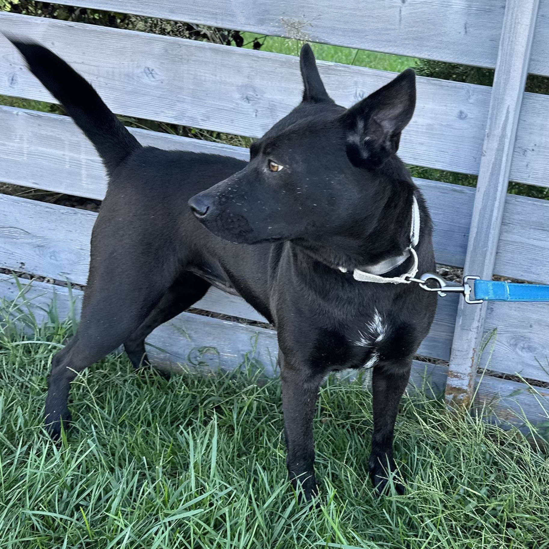 Corinth, a Adoptable mixed breed image 2/8