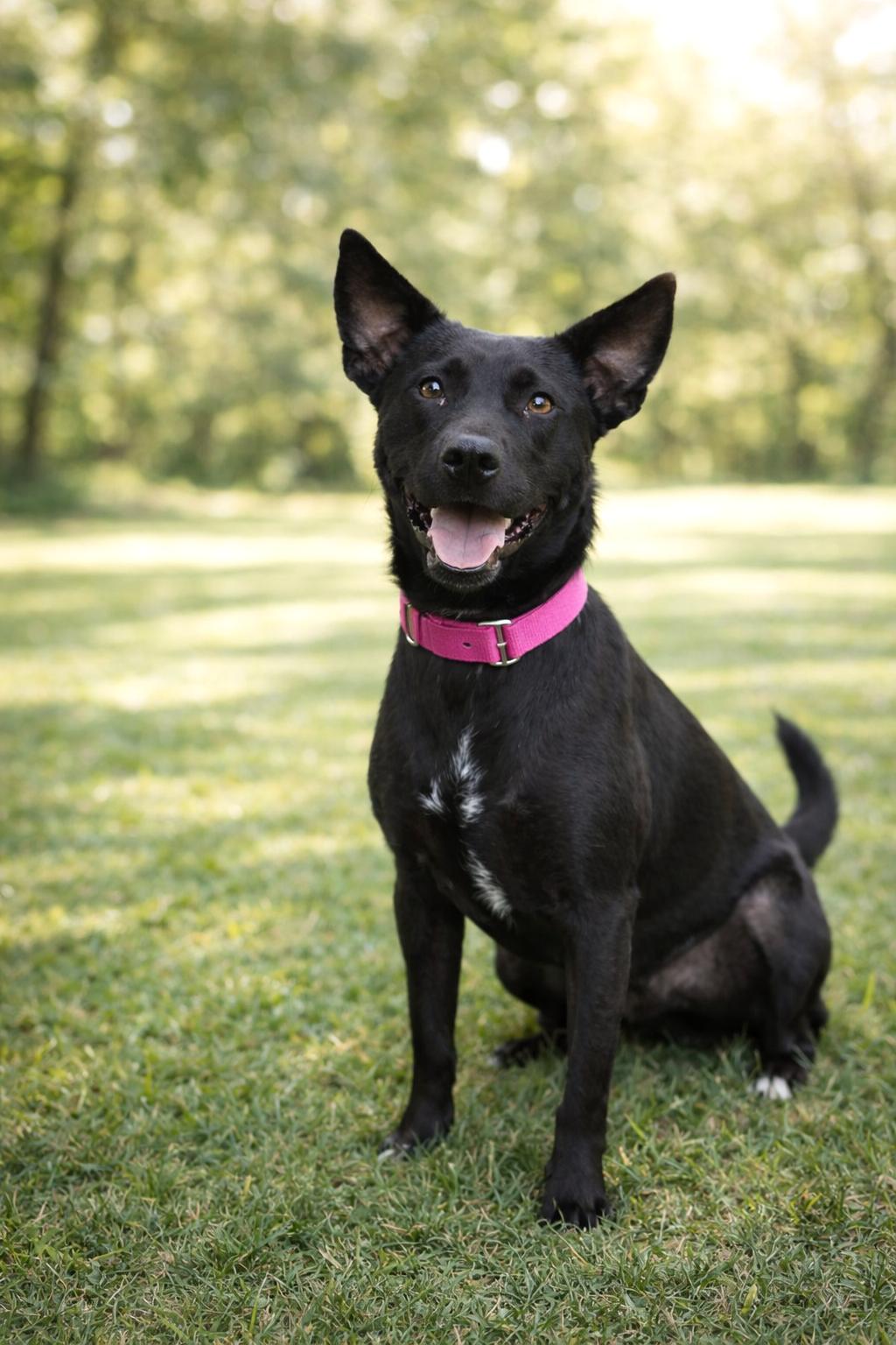 Corinth, Adoptable, Adult Female Shepherd & Labrador Retriever.