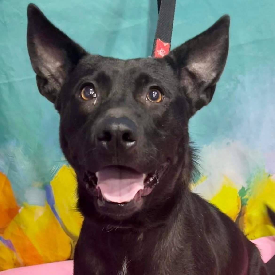 Corinth , an adoptable Shepherd, Labrador Retriever in Springfield, MO, 65804 | Photo Image 2
