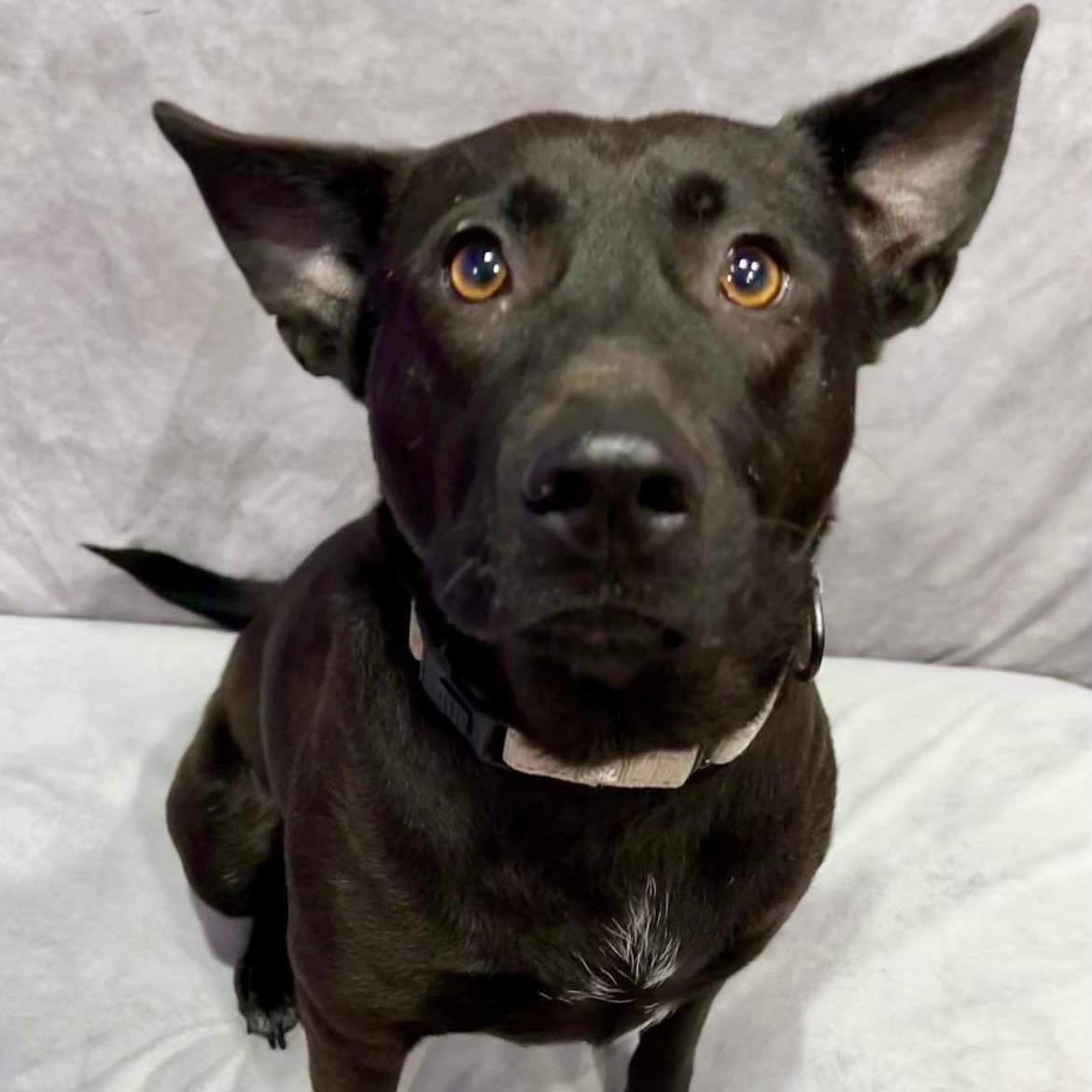 Corinth, a Adoptable mixed breed image 4/8