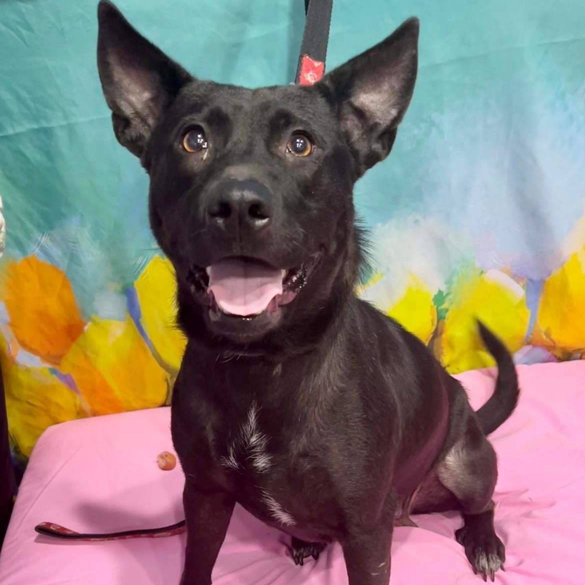 Corinth, a Adoptable mixed breed image 5/8