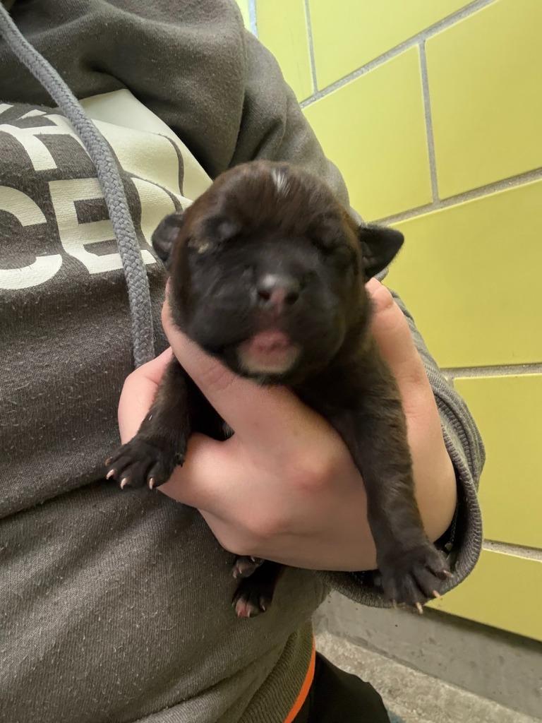 Tomato, Adoptable, Young Female Mixed Breed.