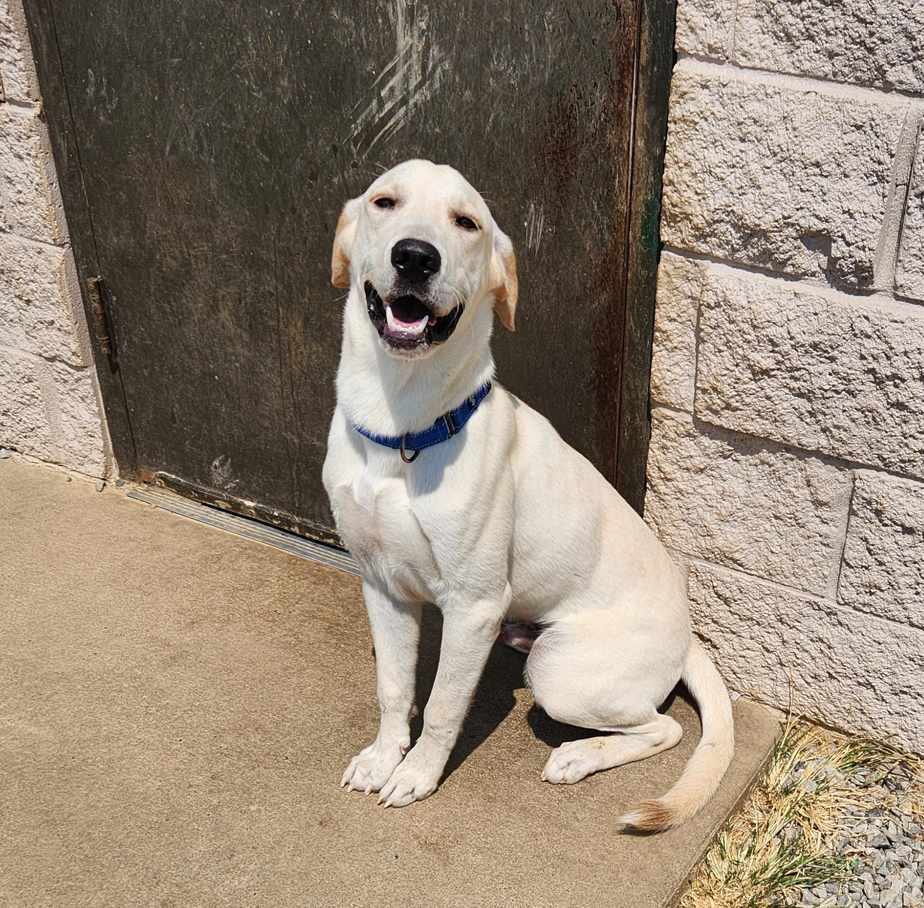 Queso, a ADOPTABLE mixed breed in Siloam Springs, AR image 2/4